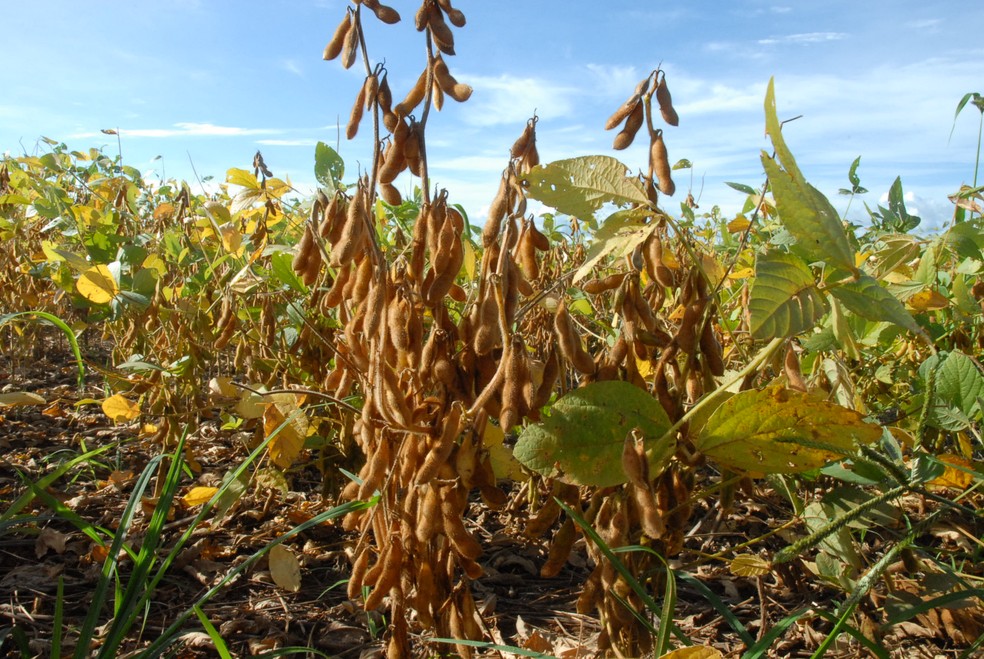 Falta de chuvas atrasa plantio de soja em Mato Grosso, diz Imea