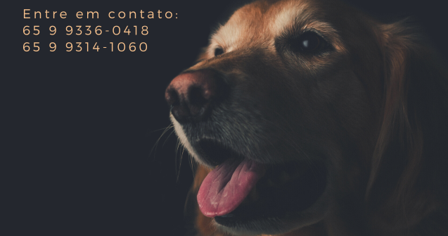 ALPAS lança Programa de Padrinhos para seguir com o trabalho de resgate de animais em Pontes e Lacerda