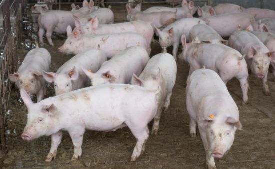 Preços no mercado de suínos iniciam abril em baixa