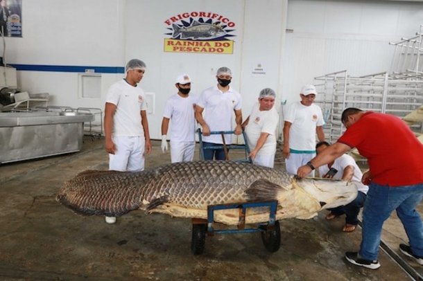 ‘Maior pirarucu do mundo’ é capturado no Amazonas