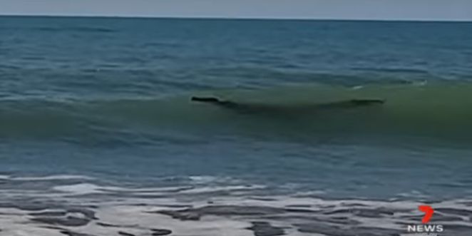 Pescador vê ‘tronco’ no mar e se depara com surpresa assustadora ao chegar perto; veja