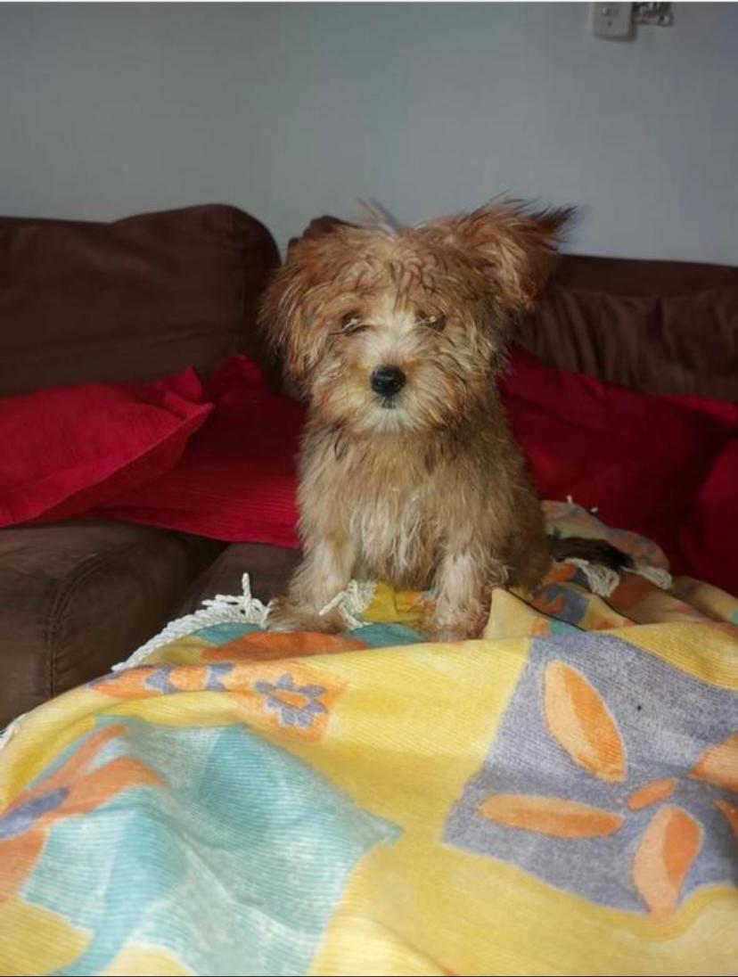 Família oferece recompensa para encontrar cachorro perdido em Pontes e Lacerda