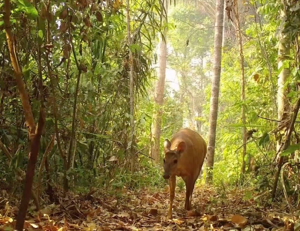 Câmeras capturam imagens de mais de 100 mil espécies de animais em MT