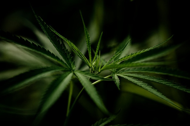 ALMT aprova entrega de medicamentos com canabidiol pelo SUS