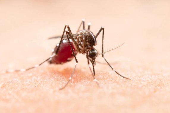 Casos de dengue aumentaram mais de 43% em 2022, segundo Ministério da Saúde
