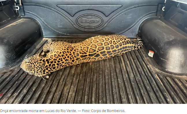 Onça-pintada é encontrada morta com suspeita de atropelamento em Lucas do Rio Verde (MT)