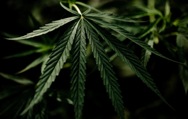 PM tira de circulação mais de 800 kg de pasta base de cocaína e maconha