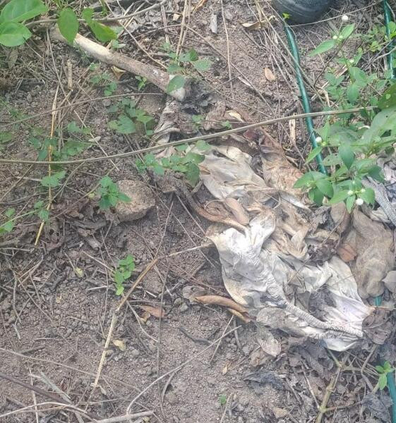 Restos mortais de duas pessoas são encontrados pela polícia em cidade de MT
