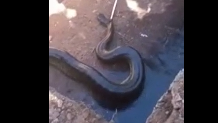 Gigantesca sucuri de mais de 3 metros é resgatada em rua movimentada de MT, colocando crianças em alerta; vídeo impressionante