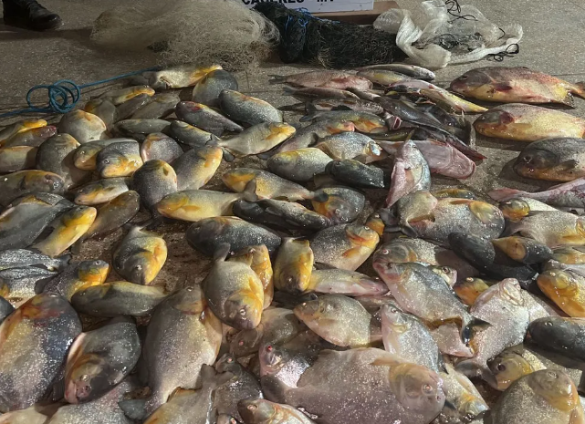 Polícia ambiental apreende quase 70 kg de pescado irregular na MT-343
