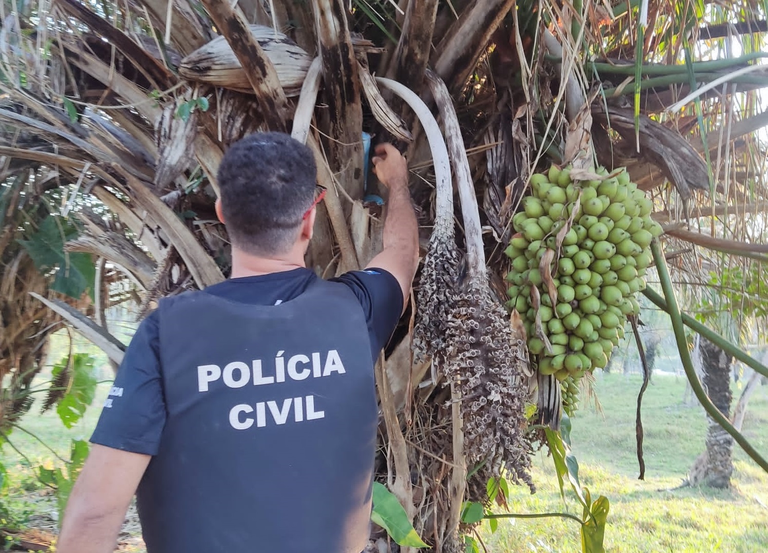 Polícia Civil apreende droga escondida em tronco de árvore durante operação de combate ao tráfico em Jauru