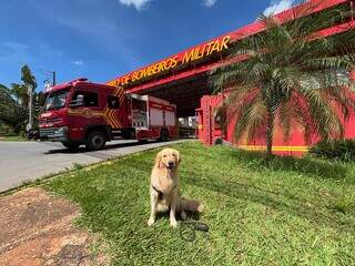 Snow, cão jornalista, é aprovado em projeto social dos Bombeiros de MS