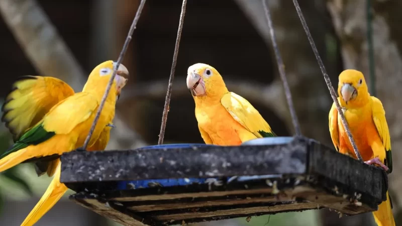 Ararajuba vai da extinção ao status de ave paraense da gema