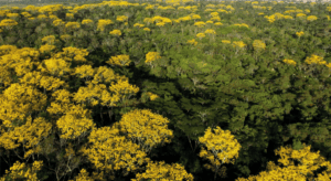 REDD+ Jurisdicional como alternativa para o desenvolvimento sustentável da Amazônia