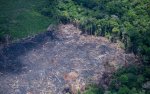 Desmatamento na Amazônia volta a crescer no governo Lula: plano Safra e petróleo na Foz do Amazonas na raiz do problema