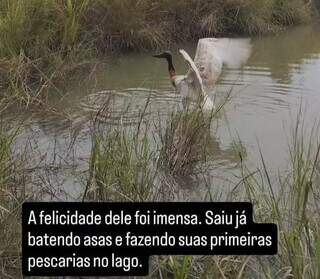 No 1o minuto de volta à natureza, tuiuiú resgatado corre para pescar em lago