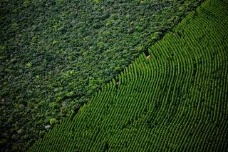 Estudo inédito revela impacto ambiental do eucalipto em assentamentos do Bolsão