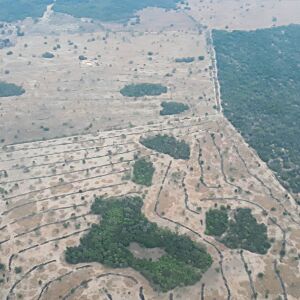 Governo quer “comprar” licenças que autorizam o desmate no Pantanal