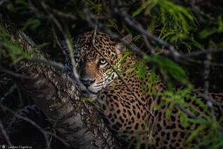 ‘Reality’ de onça é o único jeito de ver o Pantanal para quem não tem grana