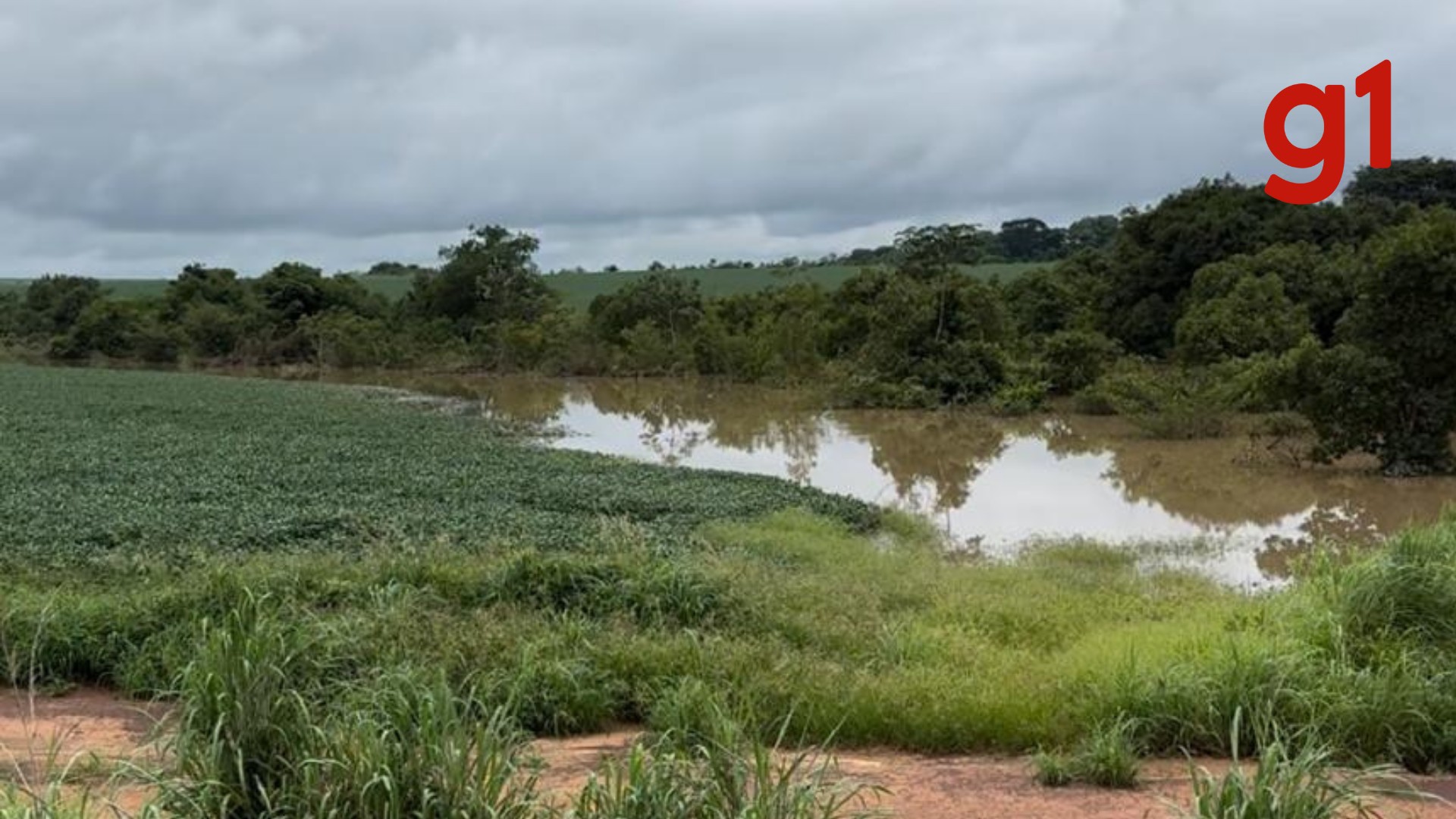 Armazenamento e aumento de custo: produtores rurais enfrentam a colheita de soja mais lenta dos últimos 4 anos pelas chuvas em MT