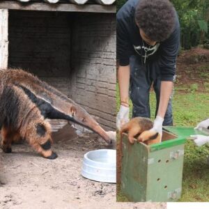Tamanduás ‘órfãos do fogo’ estão perto de serem reintegrados à natureza