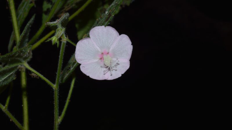 Pavonia neuropetala: conheça flor rara encontrada por pesquisadores após sobreviver a queimadas