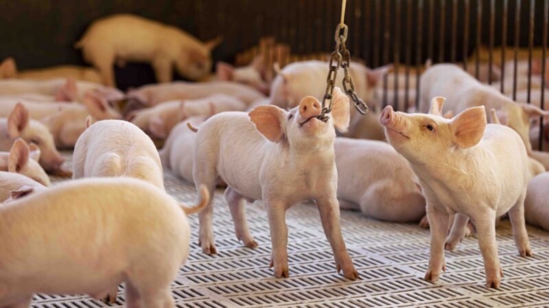 Aurora Coop desenvolve política de bem-estar animal e reforça seu compromisso com a sustentabilidade