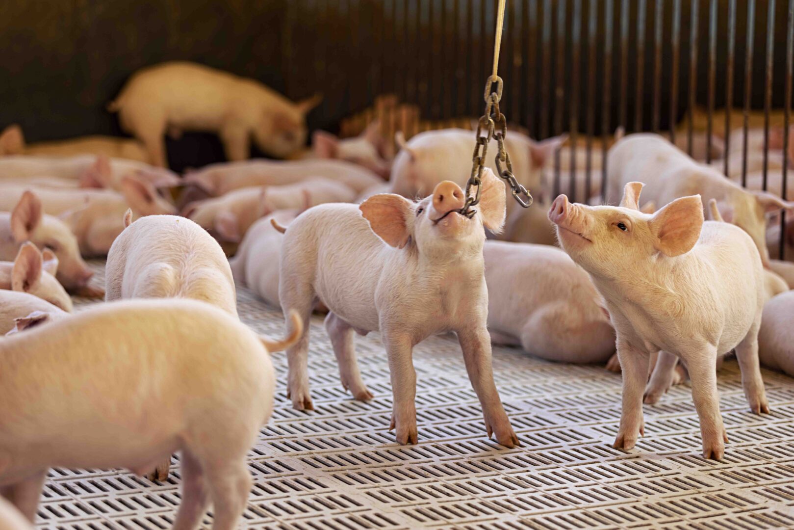 Aurora Coop desenvolve política de bem-estar animal e reforça seu compromisso com a sustentabilidade