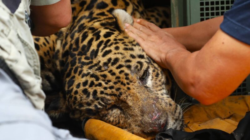 Onça que matou caseiro no pantanal não deve voltar à natureza; destino será definido por governo de MS