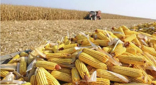 Com impacto no bolso do produtor, crise climática agora é risco à safra do milho