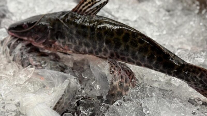 Refeições sem contratempos: Procon Estadual dá dicas para a compra de pescados