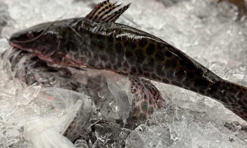 Refeições sem contratempos: Procon Estadual dá dicas para a compra de pescados
