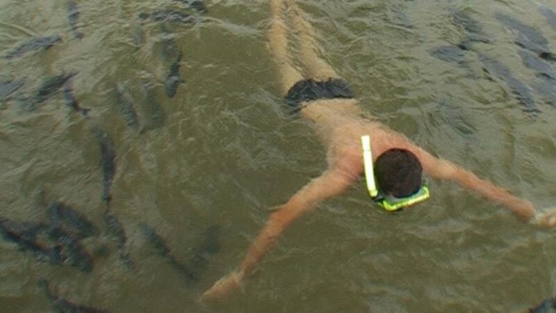 Ataques de peixes interditam um dos principais balneários de Bonito; entenda
