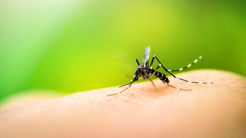 Brasil ultrapassa o marco de 500 mortes por dengue em 2025