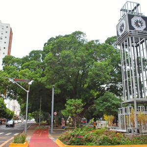 Campo Grande celebra liderança no ranking de arborização urbana