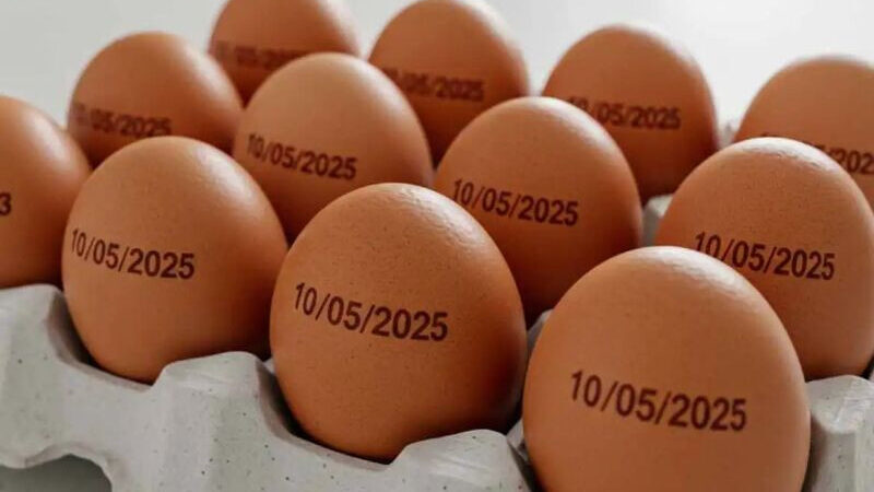 Mato Grosso do Sul dobra exportações de ovos e lidera mercado nos Estados Unidos