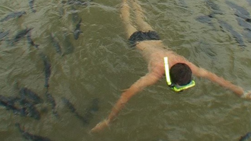 Ataques de peixes interditam famoso balneário de Bonito; banhista perdeu parte do dedo