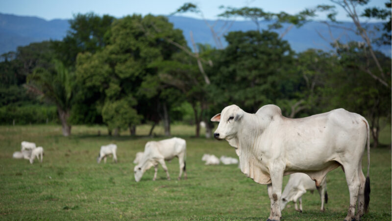 Exportadores de carne do Brasil não se intimidam com tarifas e vendas devem crescer