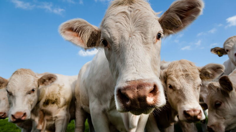 A cidade onde as vacas são maioria e moldam o dia a dia da população