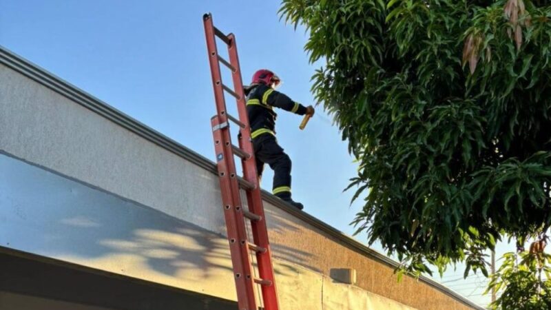 Corpo de Bombeiros remove ninho de marimbondos em creche