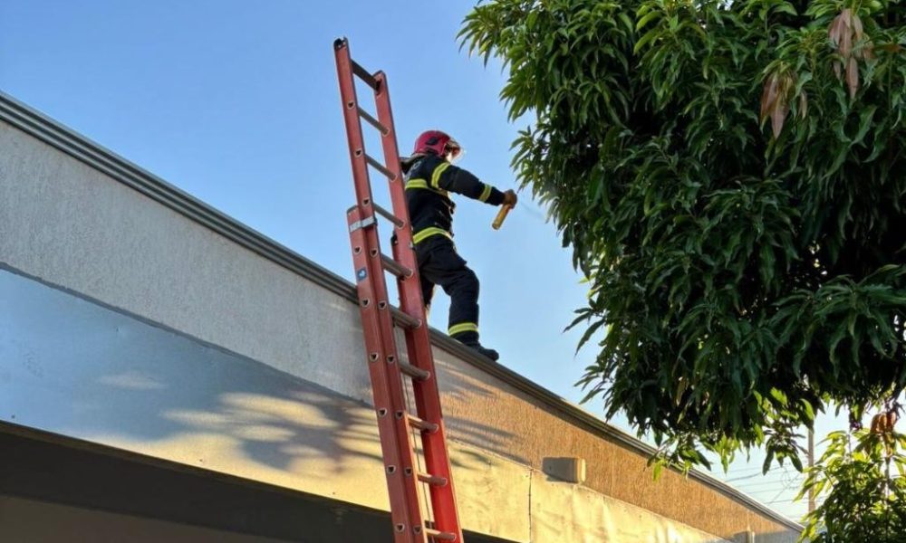 Corpo de Bombeiros remove ninho de marimbondos em creche