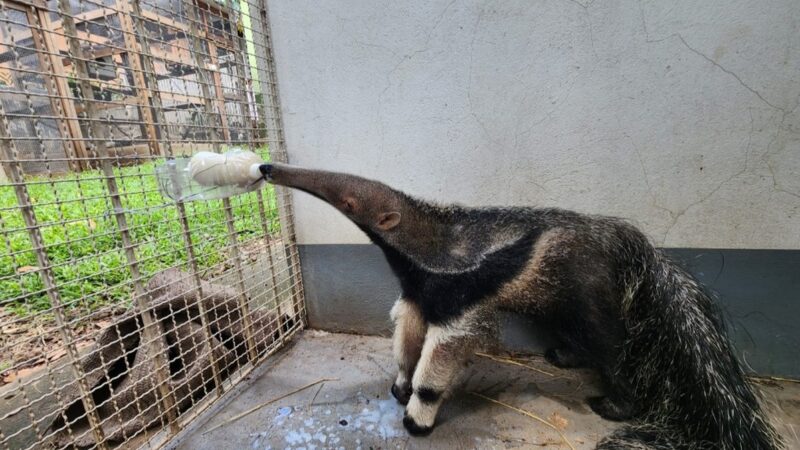 Único sobrevivente de grupo resgatado nas queimadas, filhote de tamanduá se prepara para voltar à natureza em MT