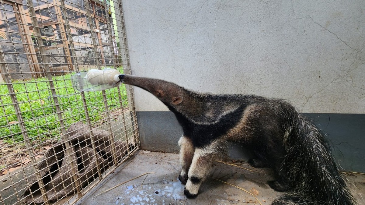 Único sobrevivente de grupo resgatado nas queimadas, filhote de tamanduá se prepara para voltar à natureza em MT