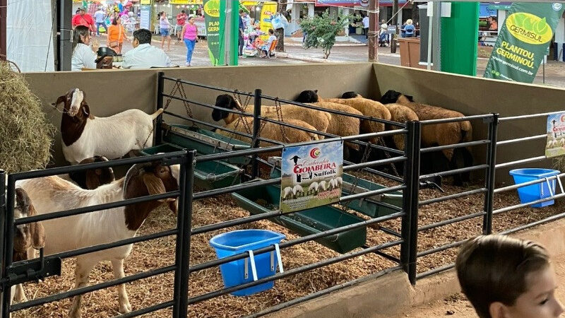 Expoagro apresenta 200 animais de raças ovinas produtivas