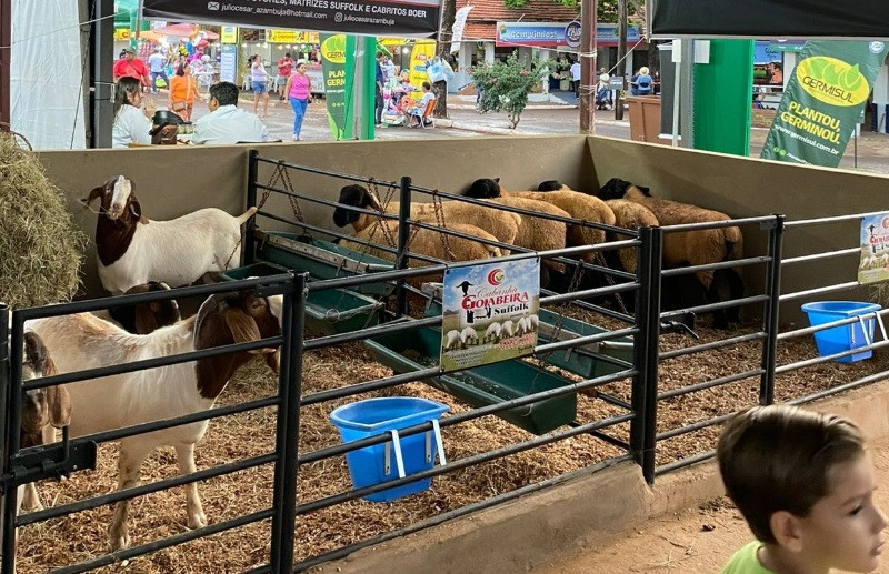 Expoagro apresenta 200 animais de raças ovinas produtivas