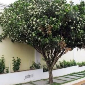 Prefeitura dá aval para erradicação de murta em MS