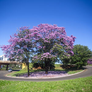 Ipê rosa abre temporada das cores e anuncia chegada do inverno