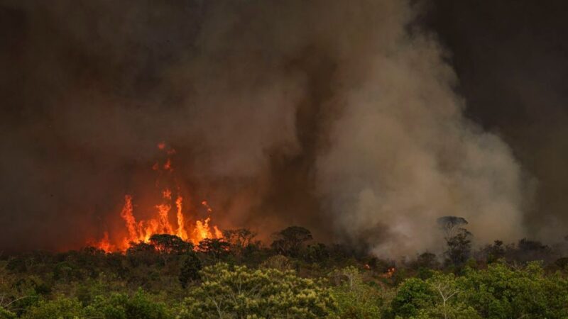 Desmatamento na Amazônia sobe 91% em maio de 2025