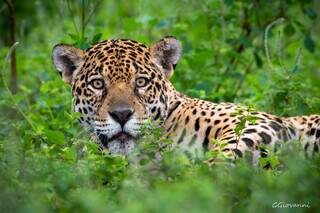 Mais de 60 espécies da fauna sul-mato-grossense estão em risco de extinção