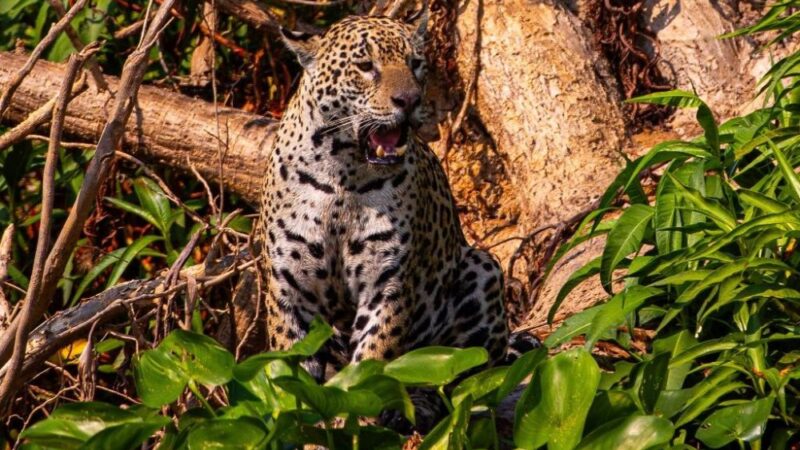 Conselho aprova campanha internacional para posicionar Pantanal como destino de safári